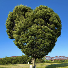 マッチングアプリ公式ガイド